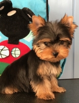 Minaterra BLUE ROMY con 2 meses.