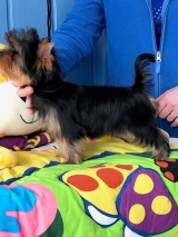 Minaterra BLUE ROMY con 3 meses.