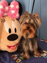 Minaterra BLUE ROMY con 5 meses y medio.