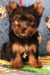 Minaterra OLIVER BLUE con 2 meses.