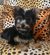 Minaterra OLIVER BLUE con 3 meses.