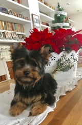 Minaterra OLIVER BLUE con 3 meses.