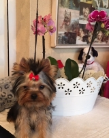 Minaterra GINEBRA con 5 meses.