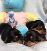 Minaterra ANDY, LAIA y TRIANA