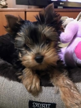 Minaterra SABRINA con 3 meses y medio.