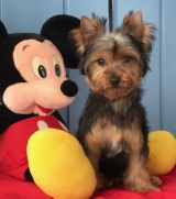 Minaterra JACOBO con 4 meses.