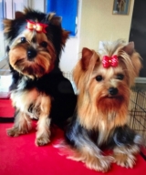 Minaterra MADISON con su hija de 4 meses, Minaterra ARIA.