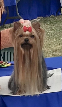 MINATERRA: YTC FRANCIA ESPECIAL YORKSHIRE TERRIER SORGES-FRANCIA 2019.